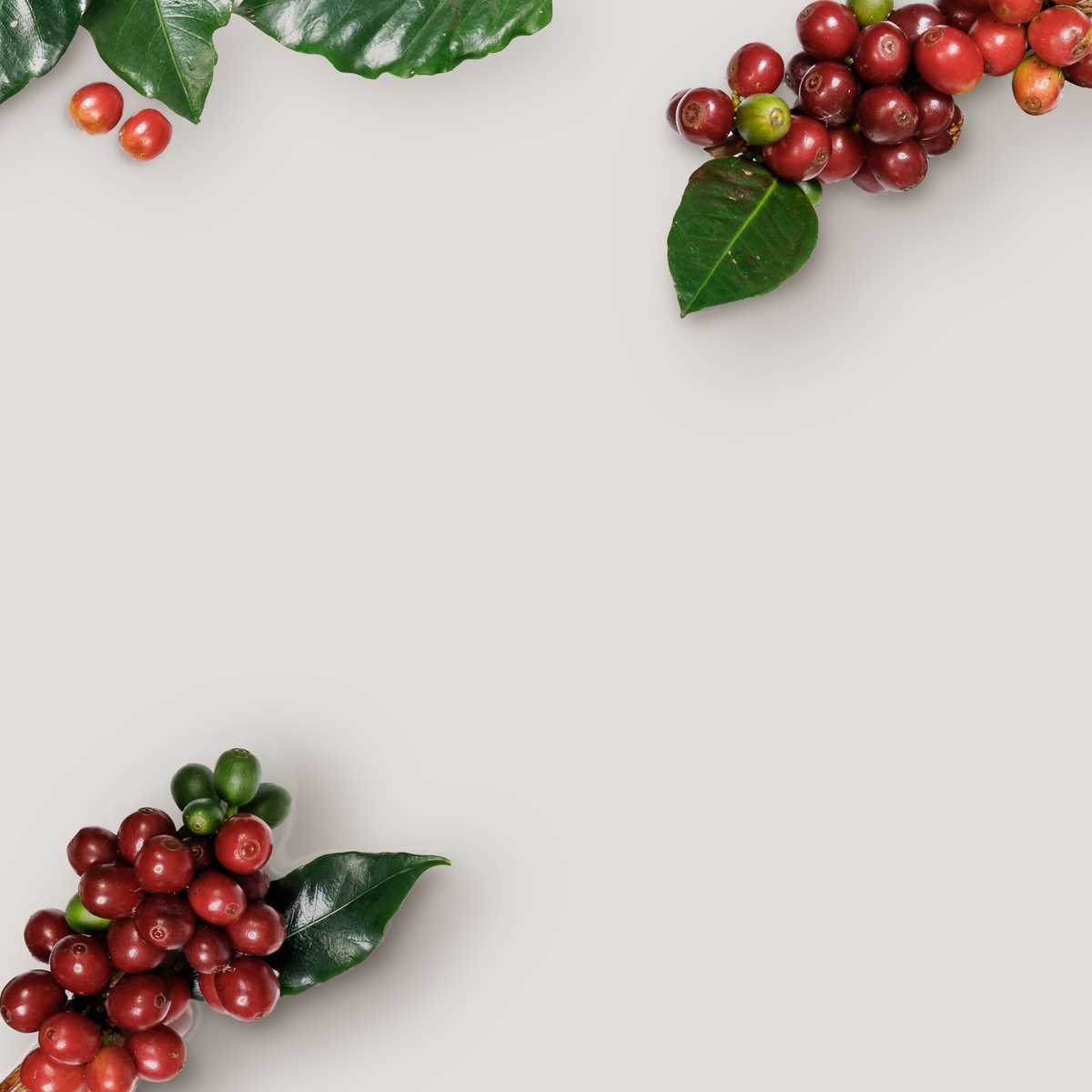 Paramount Coffee Company